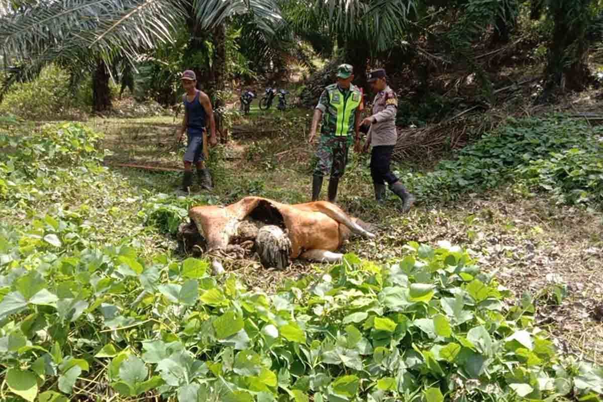 Polisi sebut harimau mangsa ternak warga di Aceh Timur