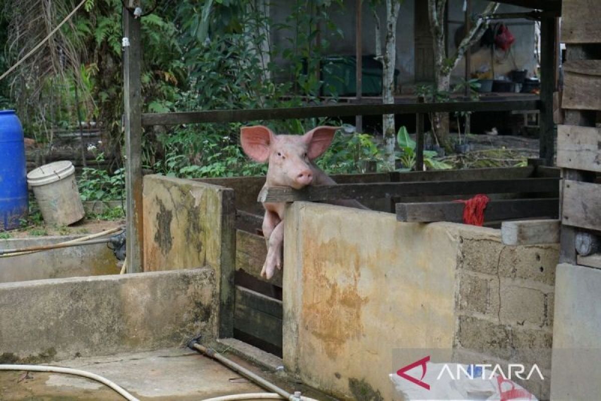 Warga Jayapura diminta waspadai penyakit demam babi Afrika