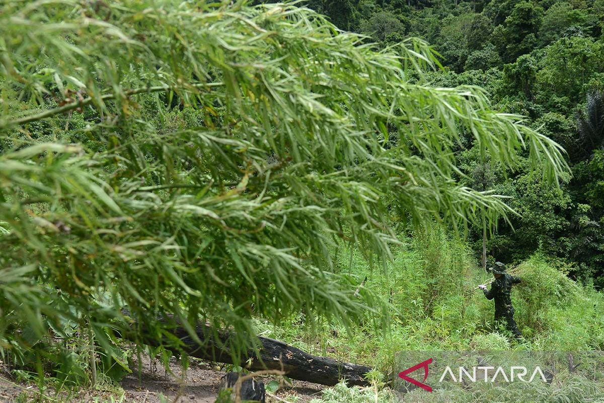 FOTO - Operasi pemusnahan ladang ganja di Pegunungan Seulawah Aceh