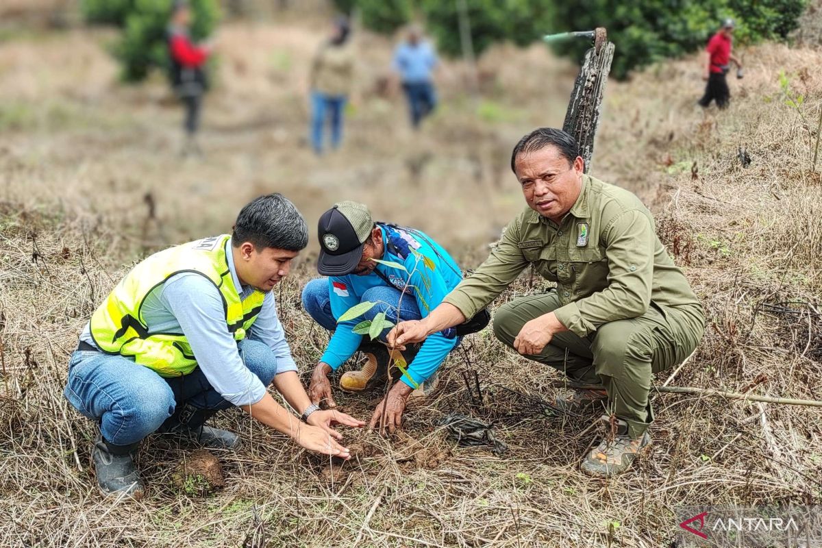 PAMA BAYA gandeng KTH  Tuah Himba tanam 5000 pohon durian dan gaharu