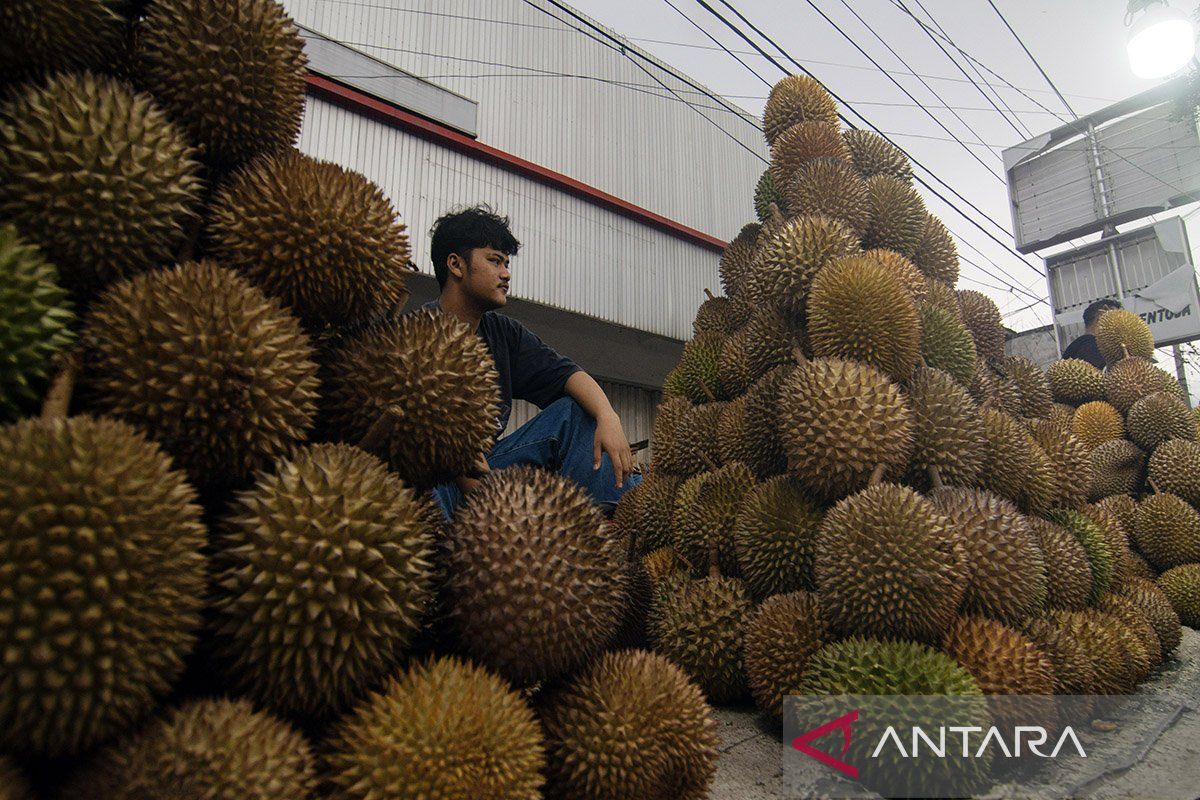 Luasnya peluang ekspor durian Indonesia
