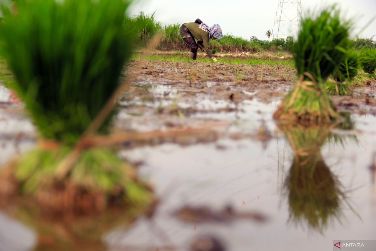 Pemprov sebut 1.650 hektare lahan rawa  sudah ditanami padi