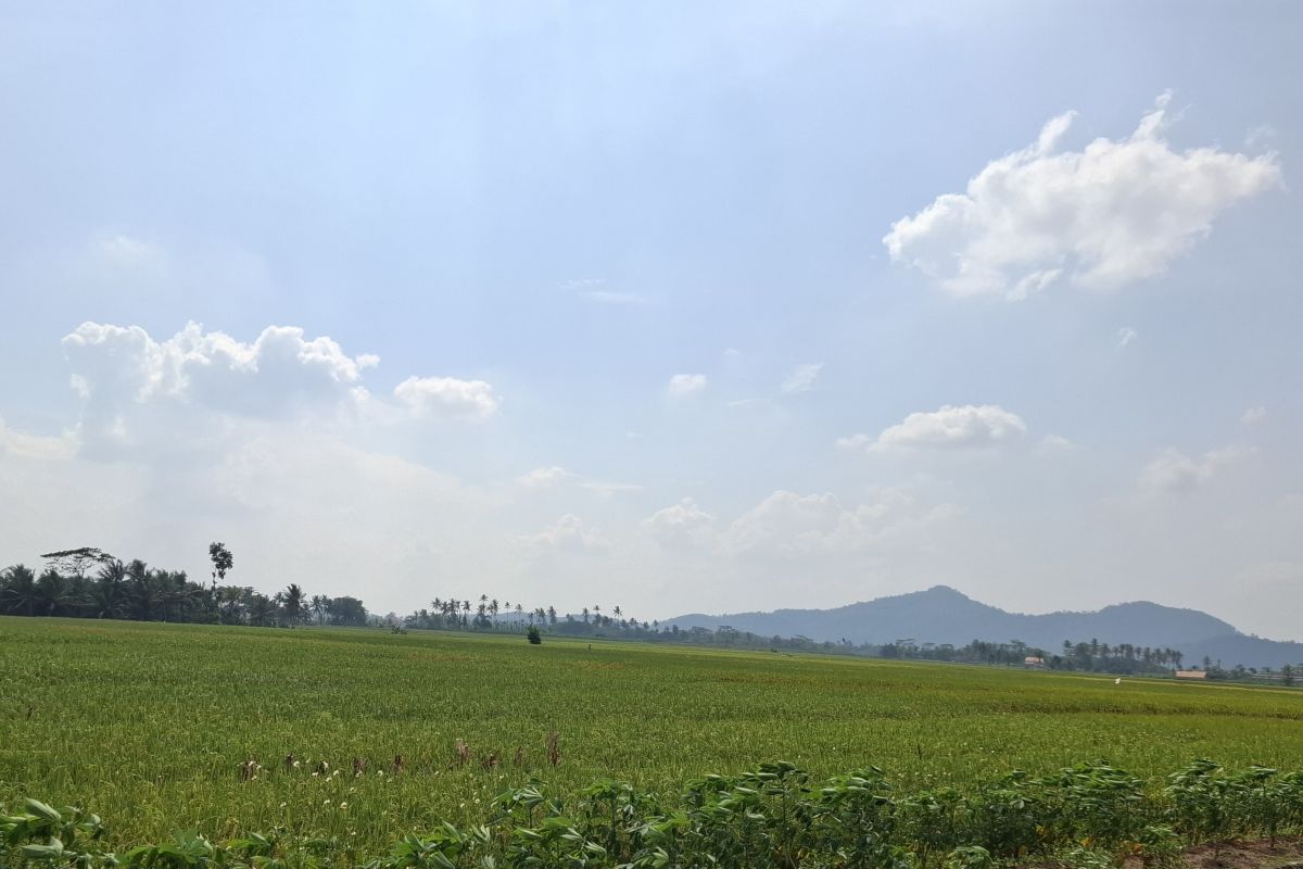 Petani minati varietas Inpari 32 di musim tanam kedua