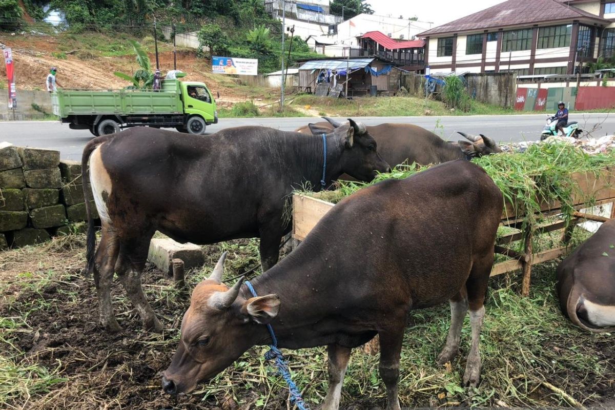 Beginilah cara memilih hewan kurban yang sehat menurut Distan Maluku