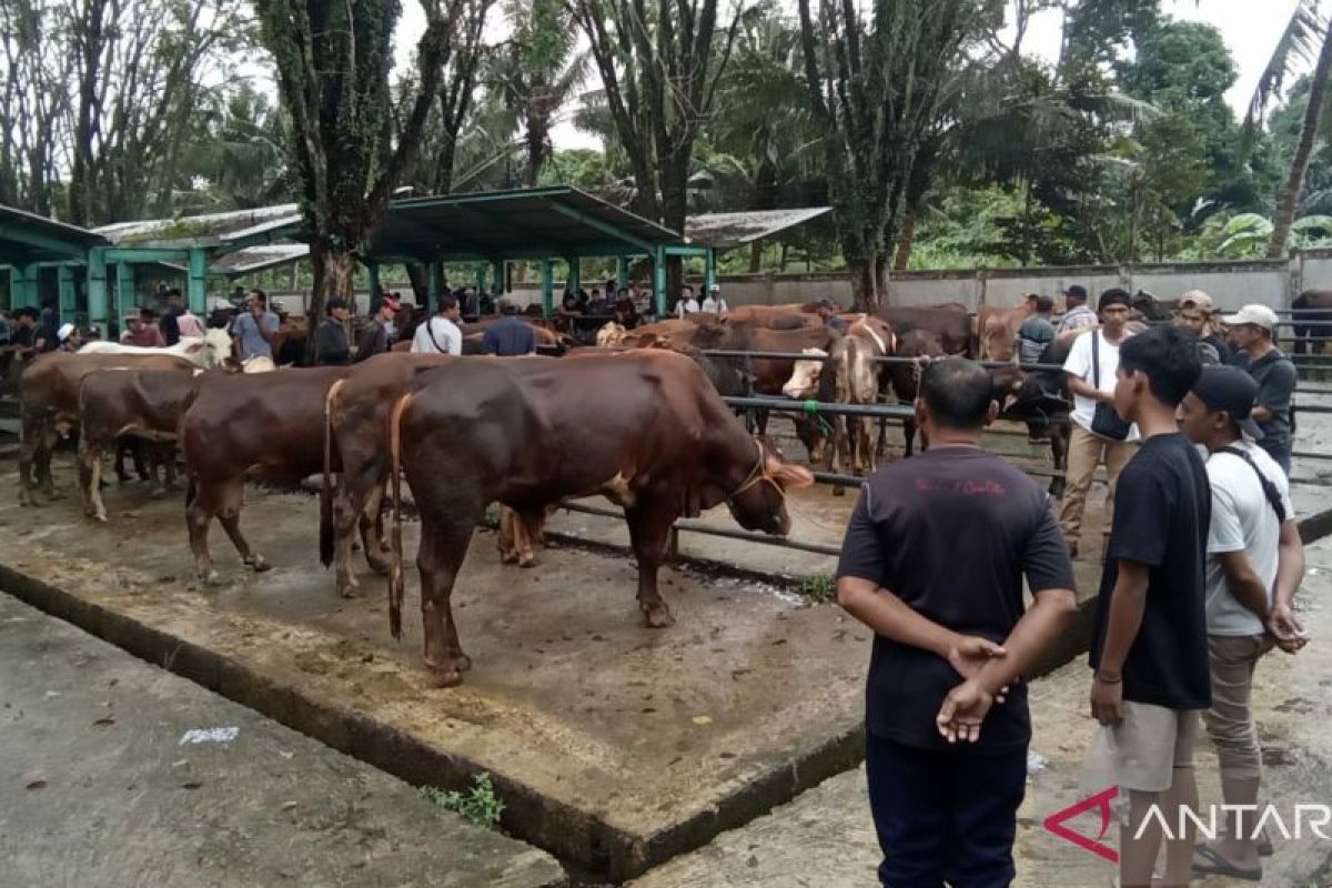 Penjualan sapi di Pasar Hewan Pelaihari capai 250 ekor per hari