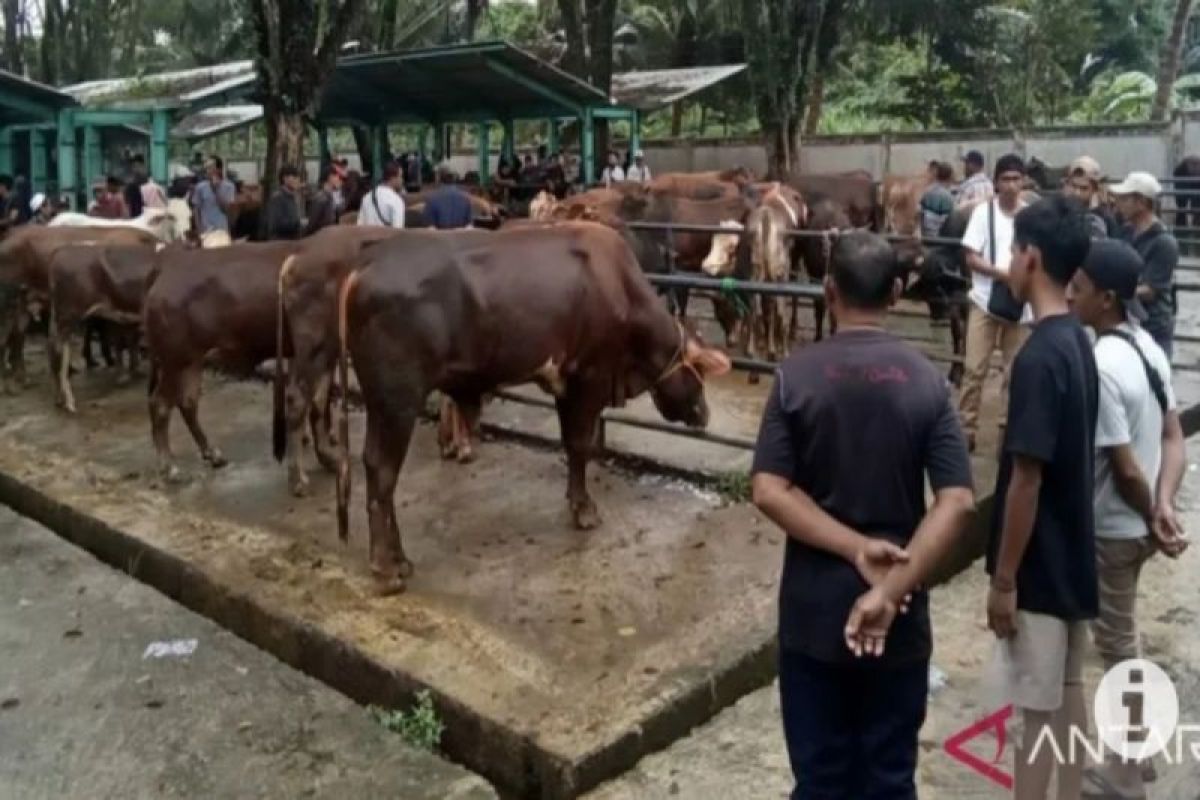 Cattle sales reach 250 heads per day at Pelaihari animal market
