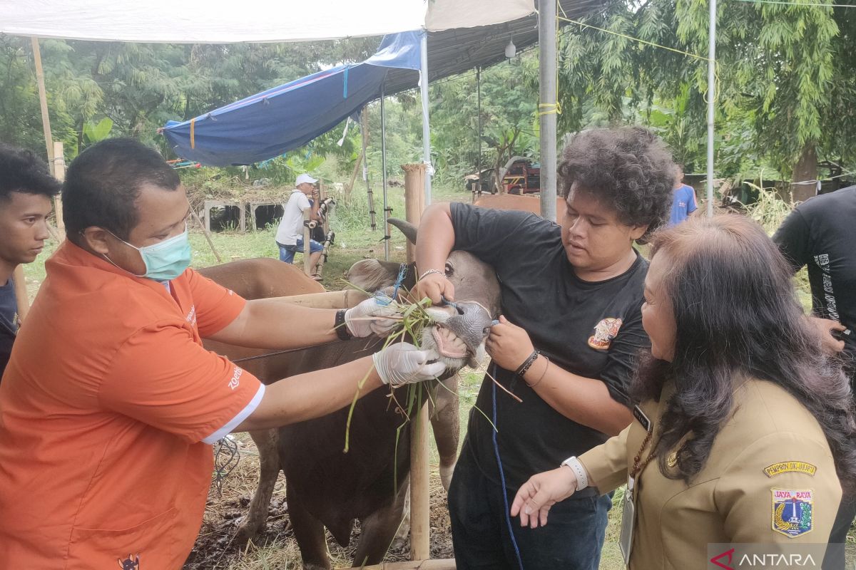 KPKP Jakbar sampaikan laporan tempat hewan kurban yang melanggar