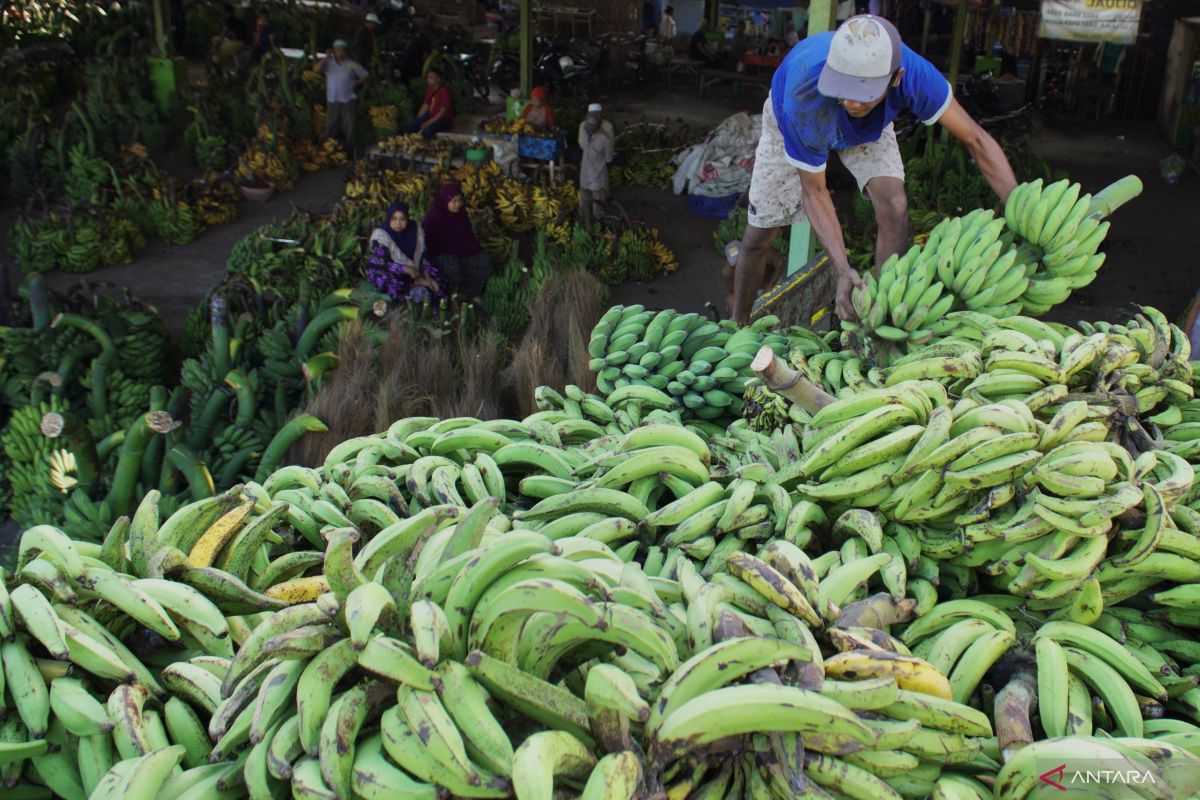 6 Jenis pisang di Indonesia dan cara yang tepat untuk mengolahnya ...