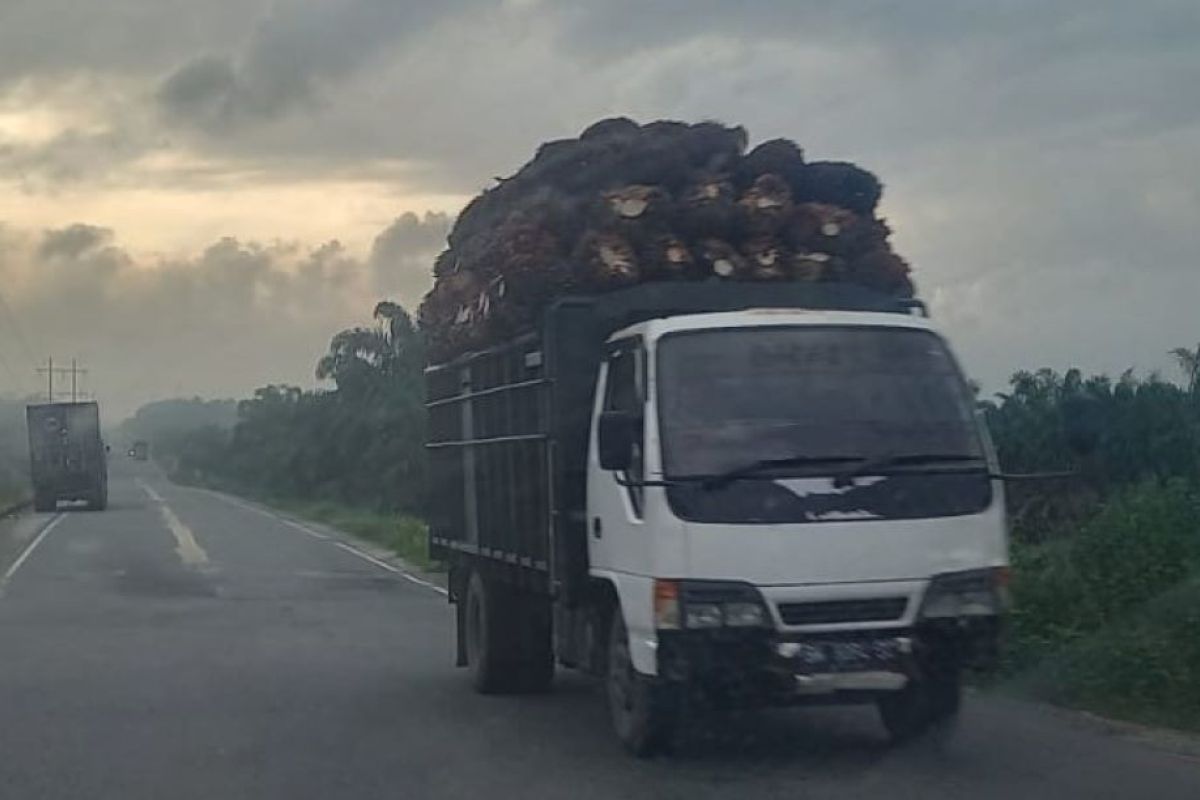 Harga tandan buah segar (tbs) sawit  Riau naik Rp67,70/kg