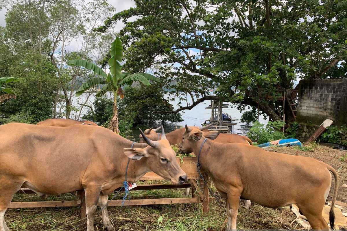 Distan Maluku sebut pelatihan juru sembelih pastikan kualitas daging kurban