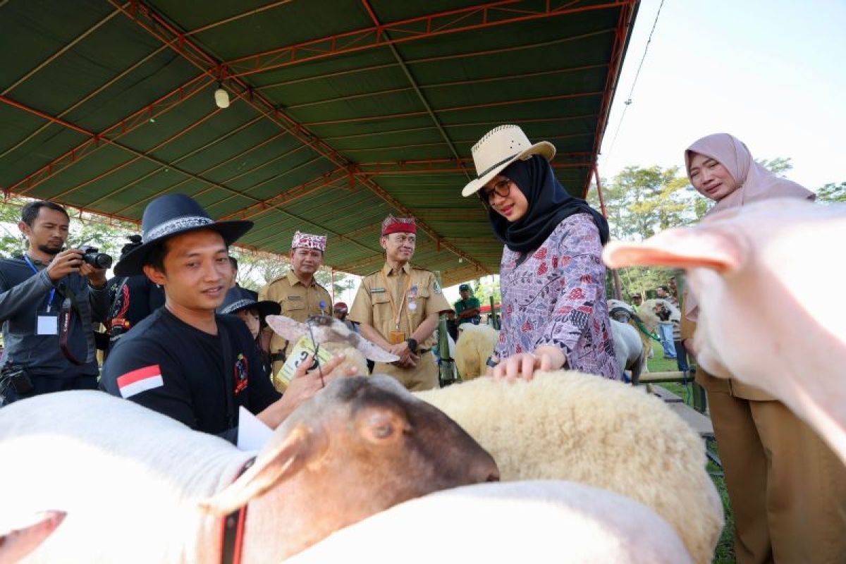 Populasi ternak sapi di Banyuwangi capai 116.784 ekor