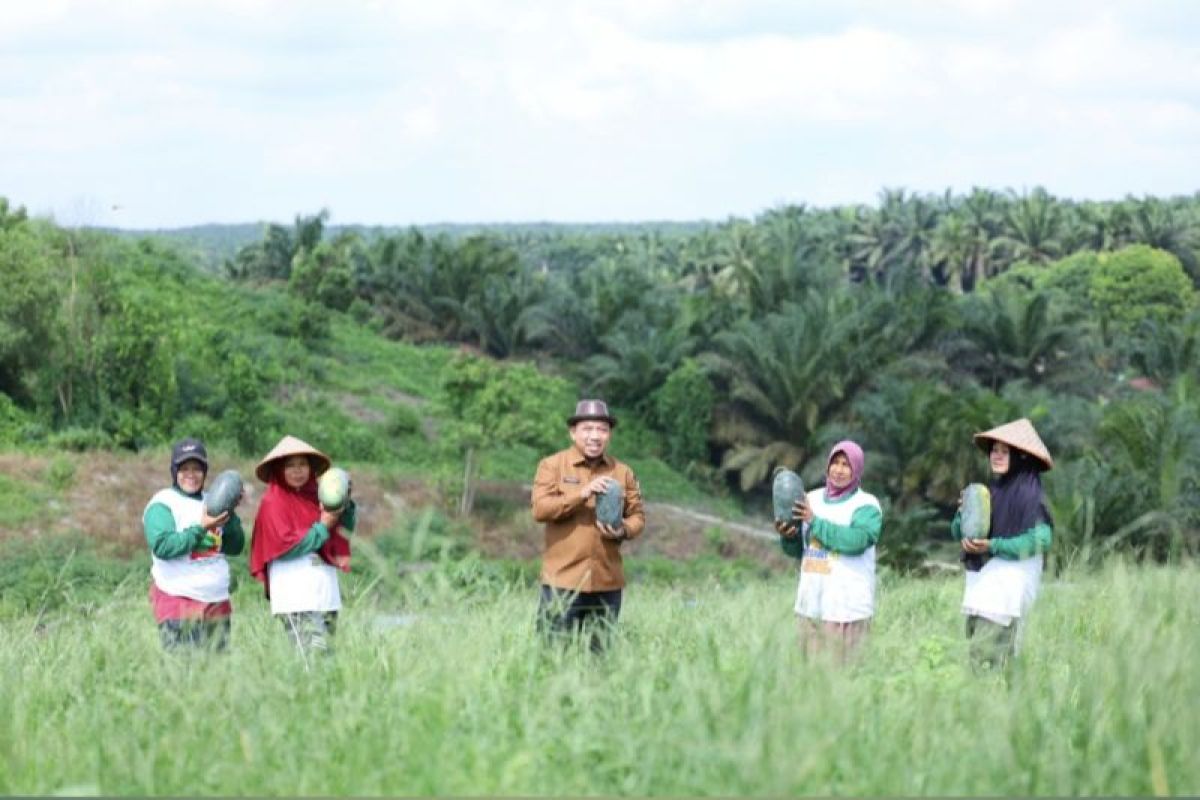 Petani Siak panen 60 ton semangka dari lahan tidur