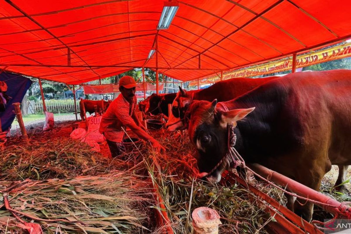 BHQ di Kota Bogor sediakan ratusan hewan kurban yang sehat dan berkualitas