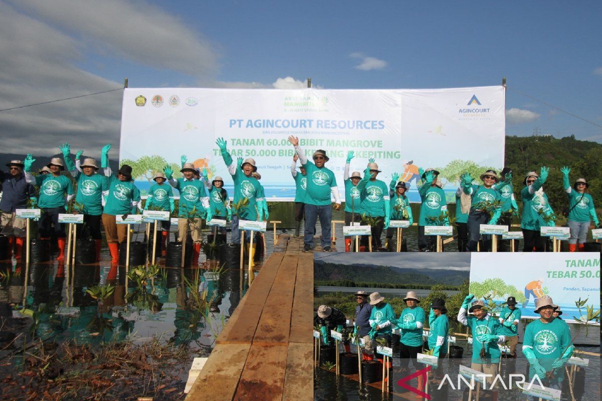 Agincourt Resources tanam ribuan bibit mangrove di Tapteng