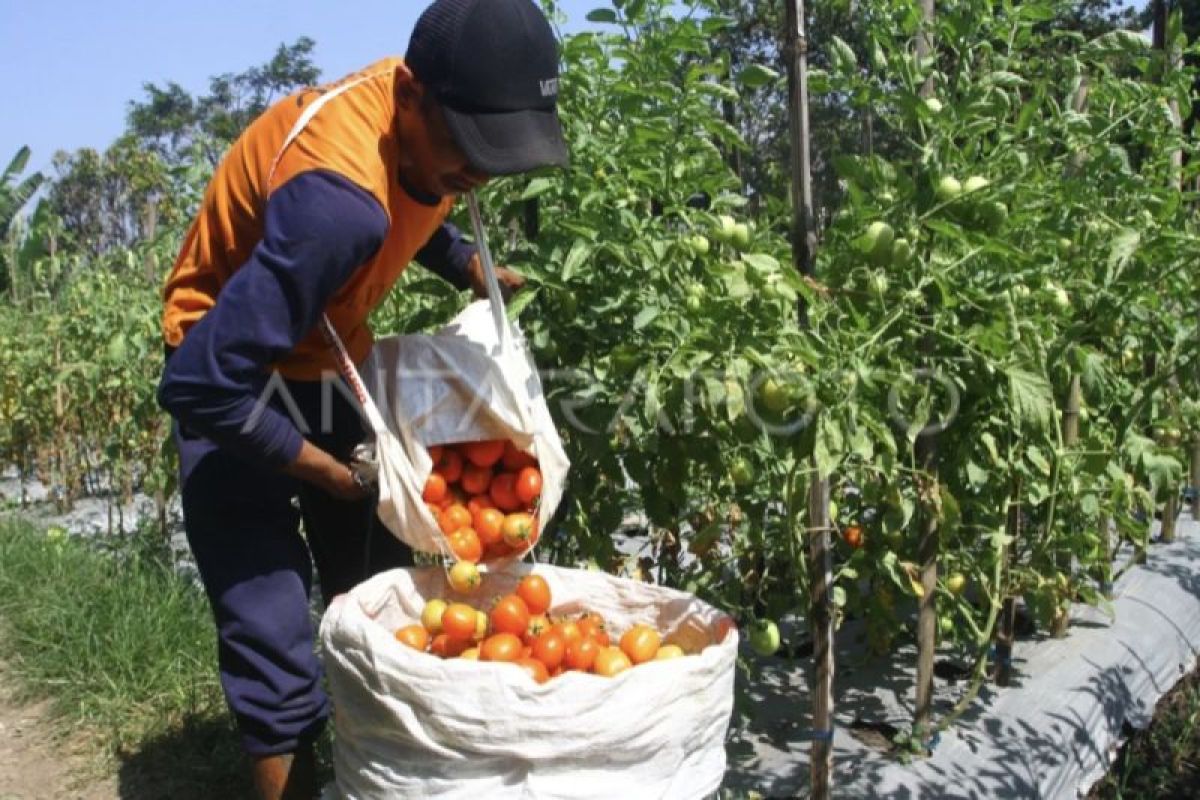 Kalteng tingkatkan pemahaman petani terhadap Gerakan Tanam Pro Organik