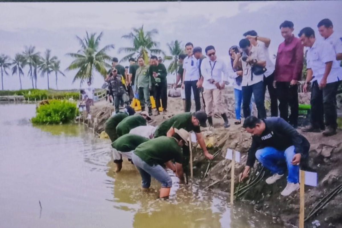 Bulukumba tanam 5.000 mangrove peringati Hari Lingkungan Hidup Sedunia