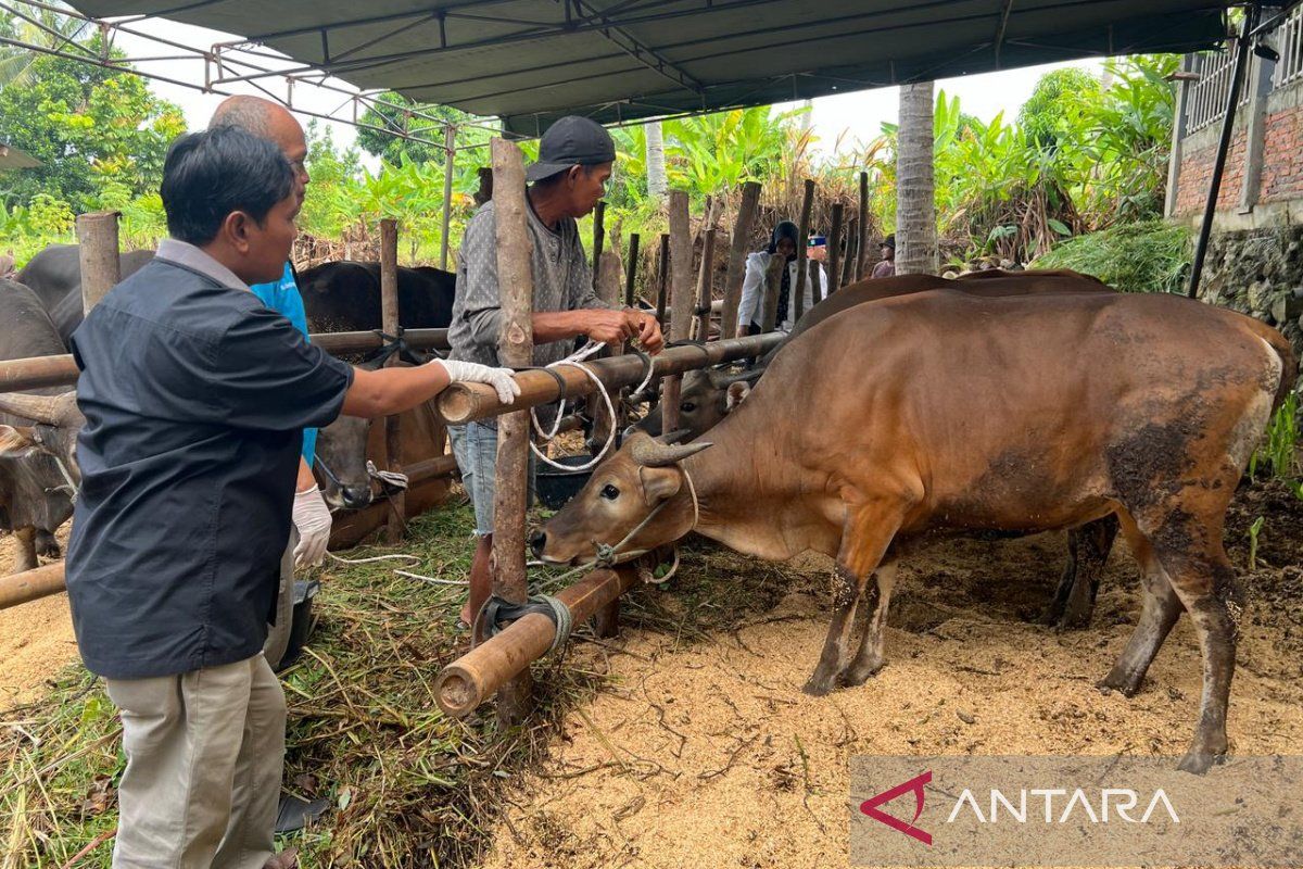 Pemerintah pastikan hewan kurban di Bengkulu bebas dari penyakit