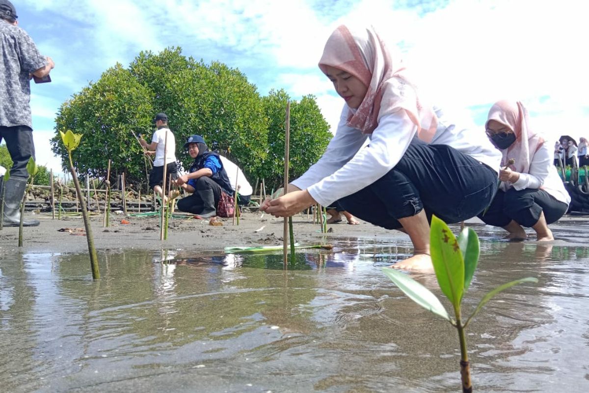 Polewali Mandar tanam 150 batang mangrove