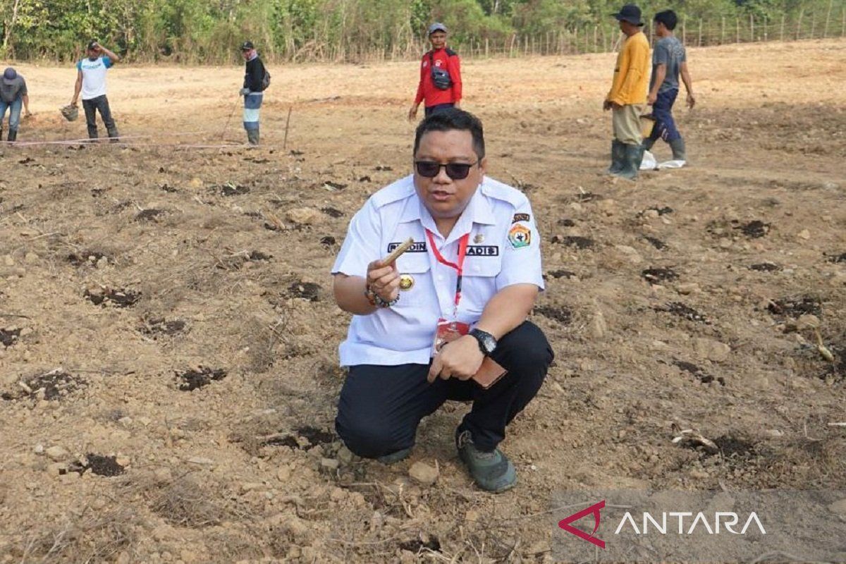 Distanak Sultra identifikasi lahan terdampak perubahan iklim