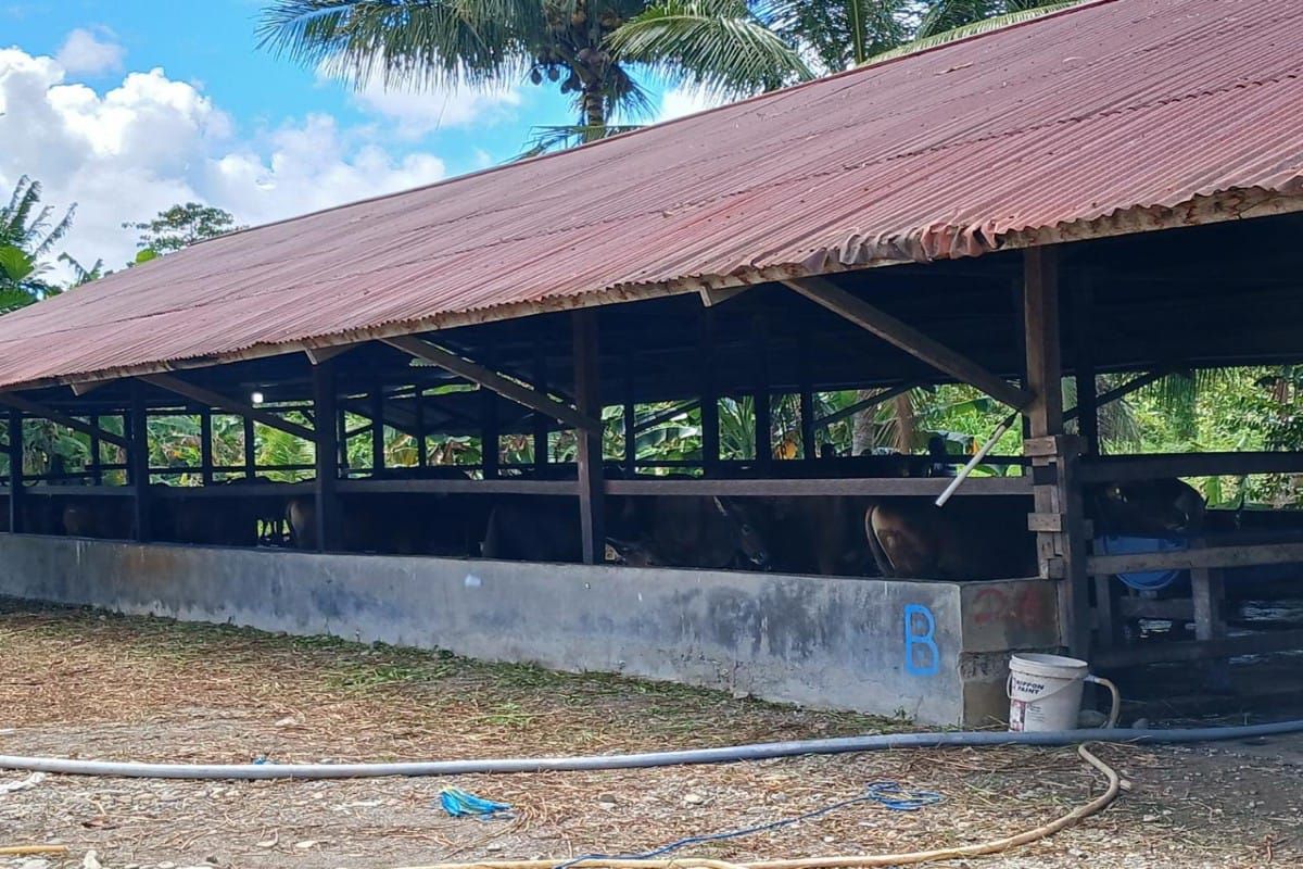 Mimika siapkan 260 ekor kambing kurban untuk Idul Adha