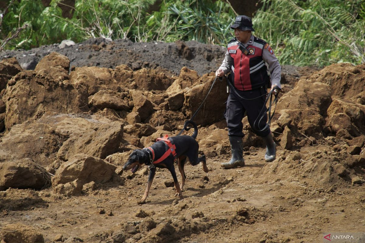 Anjing pelacak diterjunkan untuk cari korban tertimbun longsor di Lumajang