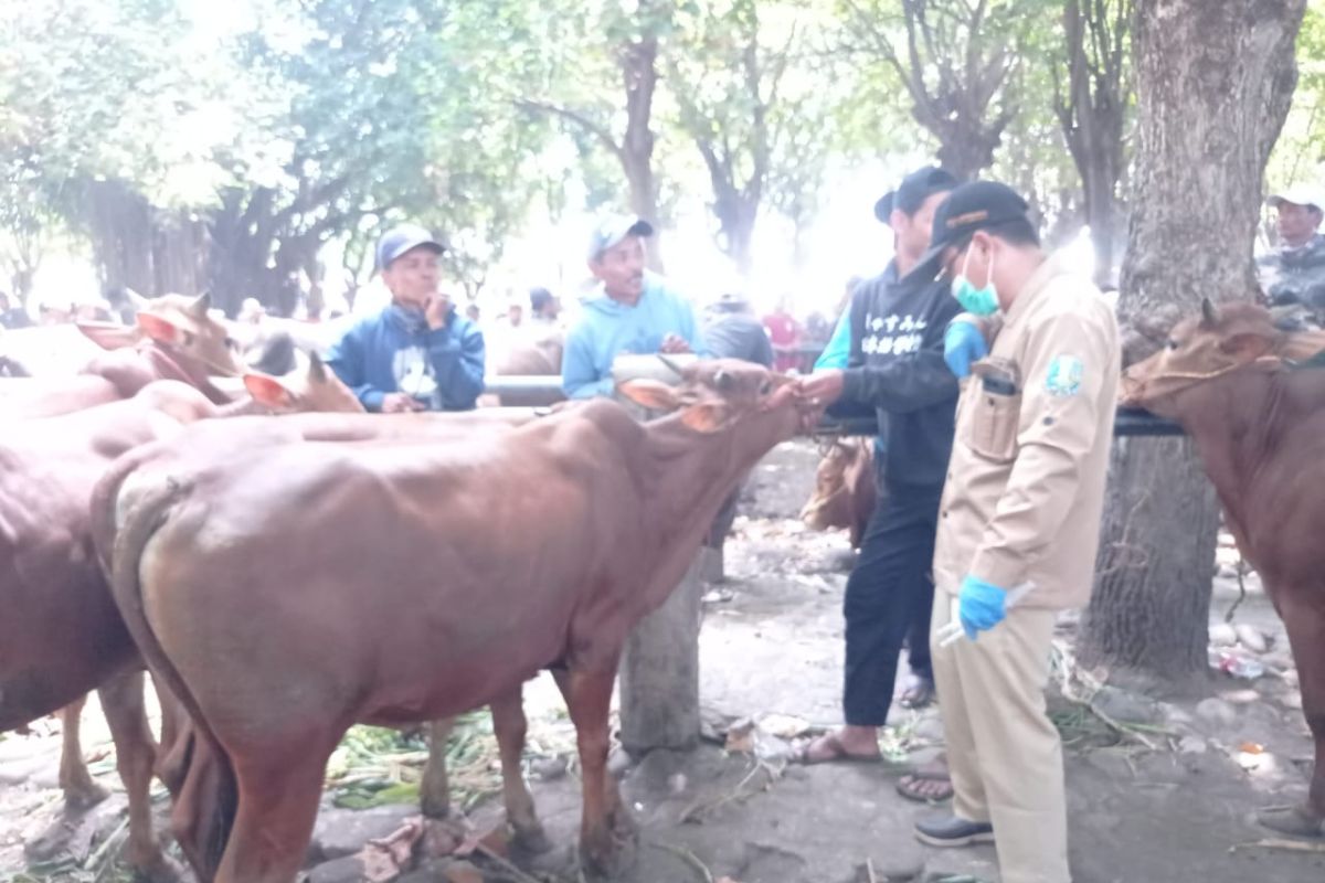 Disnakan Situbondo turunkan 17 petugas periksa kesehatan hewan kurban