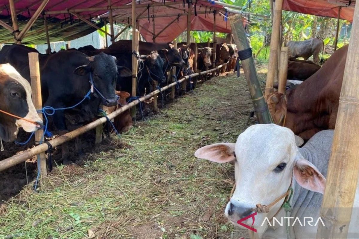 Ketersediaan suplai kunci jaga stabilitas harga saat Idul Adha