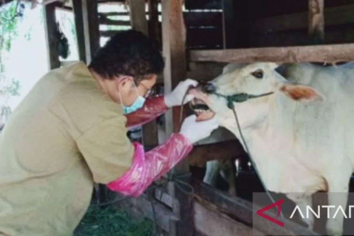 Tim pemeriksa hewan kurban di Karawang mulai turun ke lapak-lapak penjualan