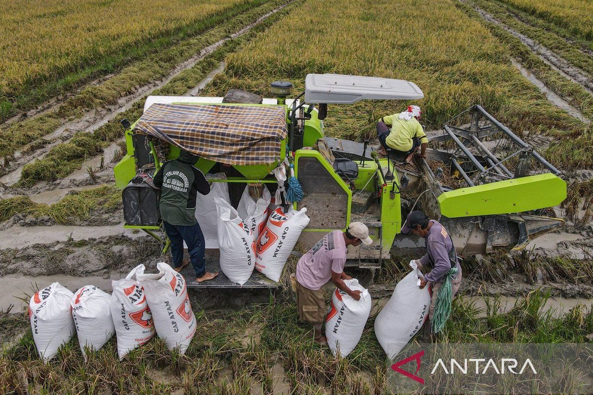 Distanak Sultra catat peningkatan produksi padi awal tahun 2024