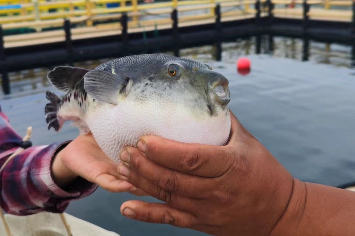 Telur ikan buntal mematikan? Simak kandungannya