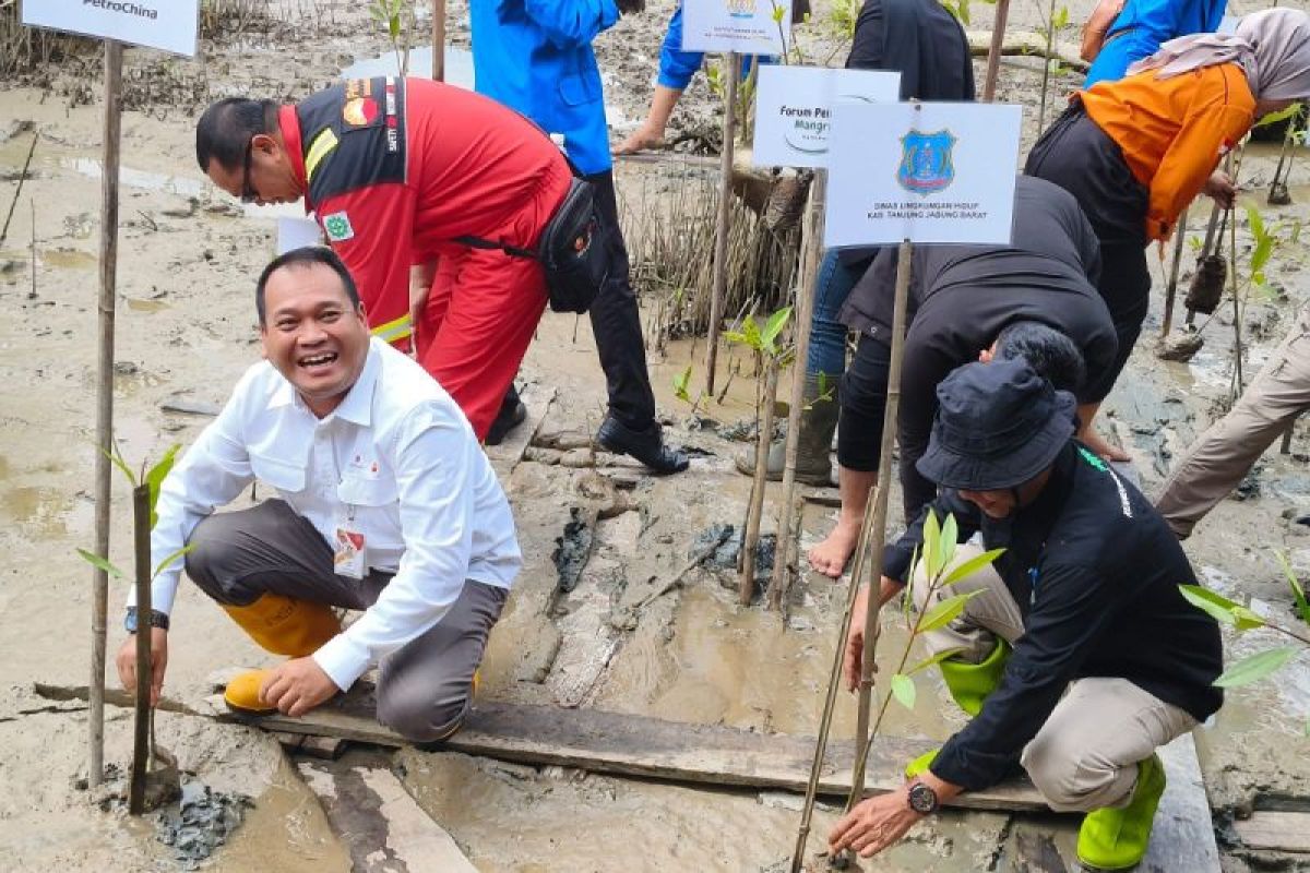 Tanam 35.000 Pohon Mangrove di Pangkal Babu, Masyarakat dan Pemuda Pesisir Apresiasi SKK Migas - PetroChina