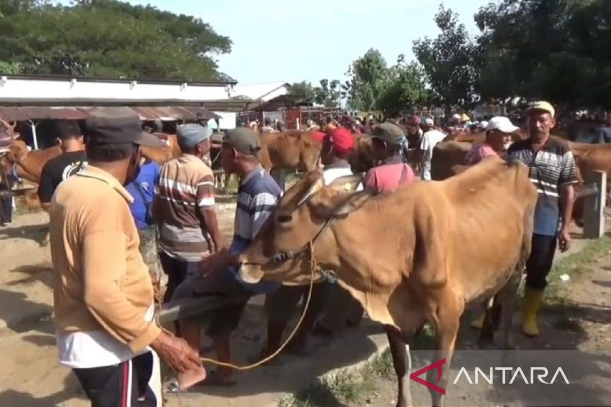 Pemkab Ngawi jamin ketersediaan hewan kurban Idul Adha 1445 H