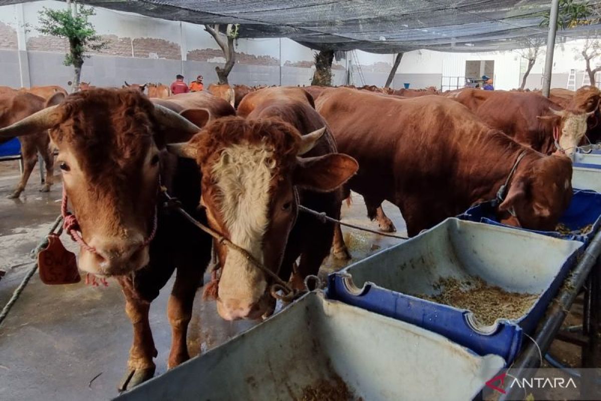 RPH Surabaya optimistis penjualan sapi meningkat di Idul Adha 2024
