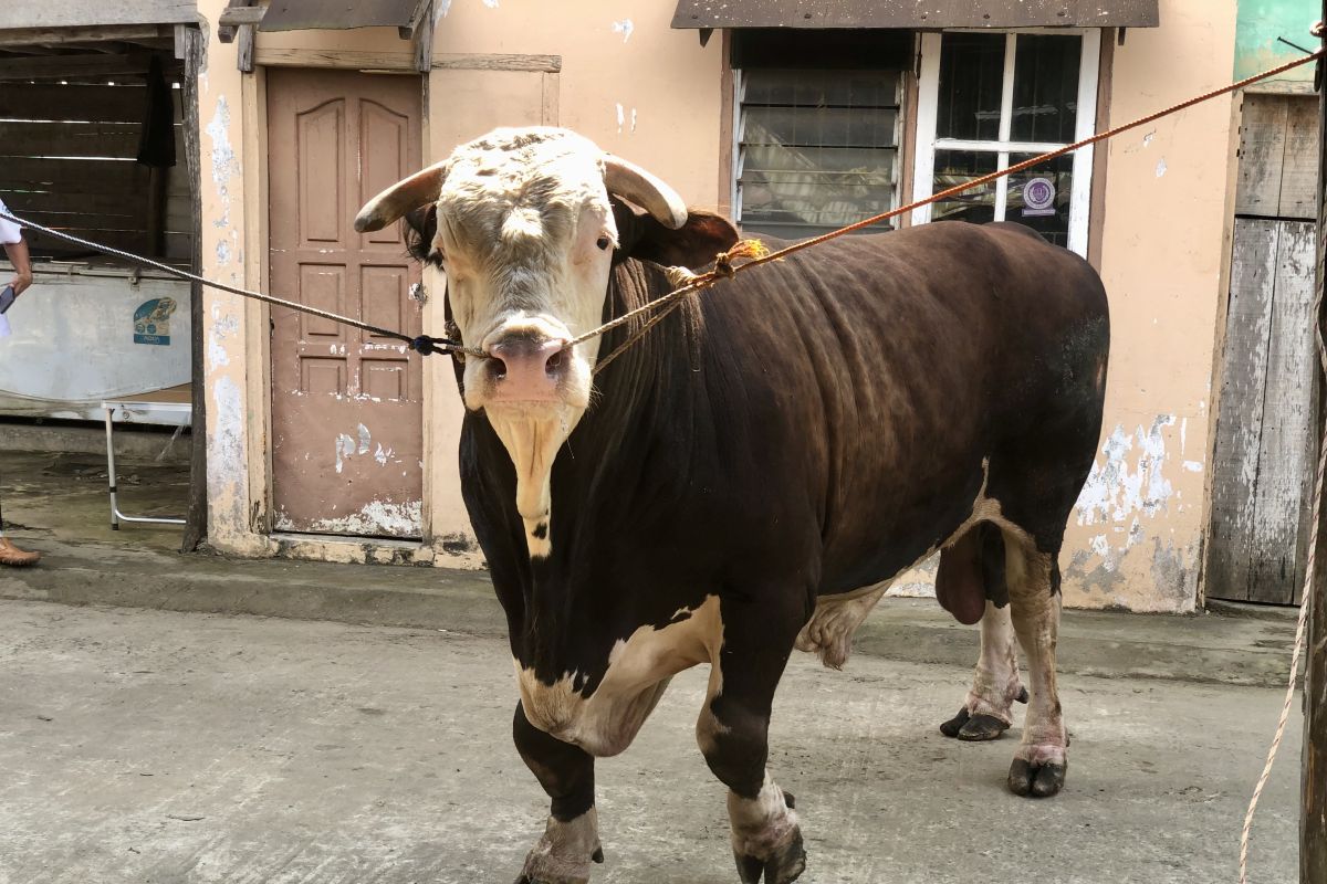 "Bule" sapi 1.135 kilo untuk kurban Presiden Jokowi di Palembang