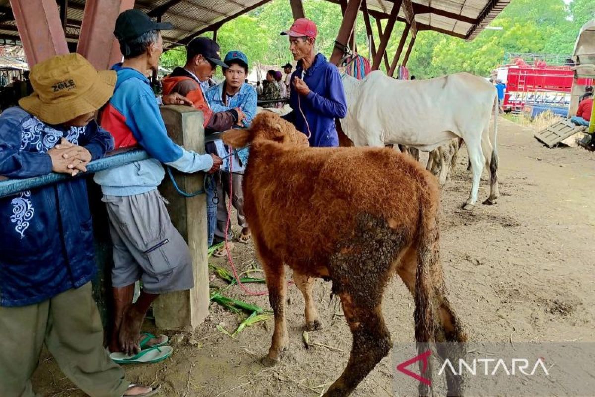 Harga hewan kurban di Situbondo naik 15-20 persen menjelang Idul Adha