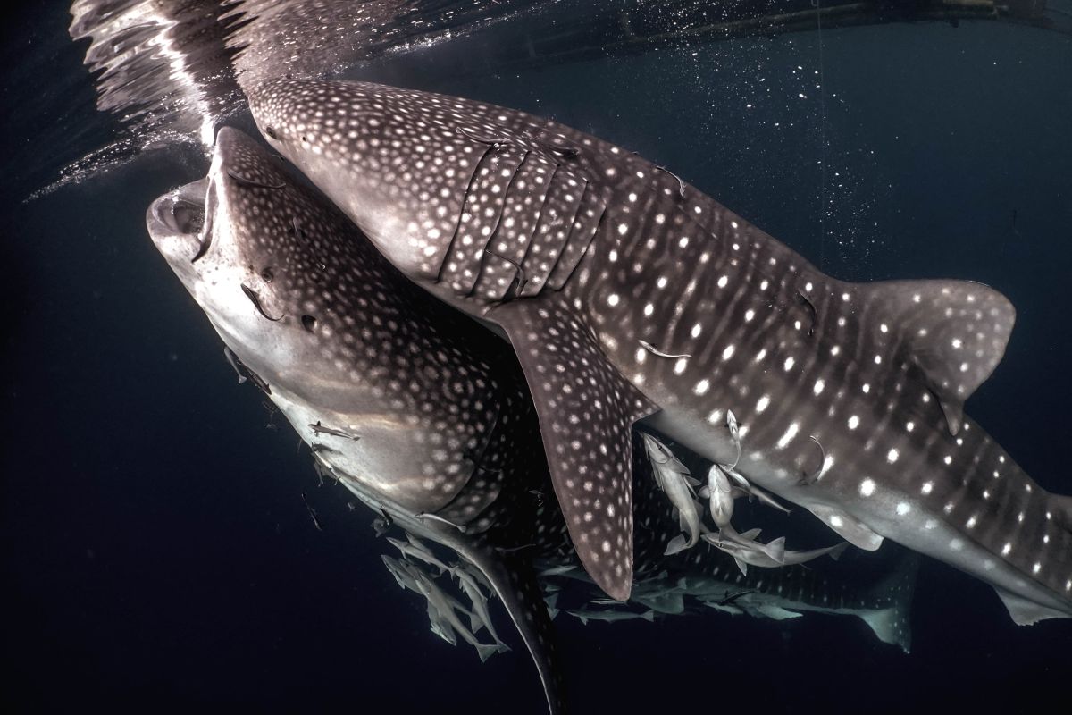 Teluk Cenderawasih salah satu area penting hiu di Indonesia