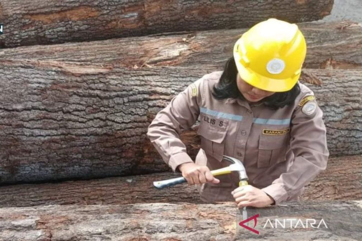 Karantina Kalsel periksa 284 kayu gelondongan asal AS