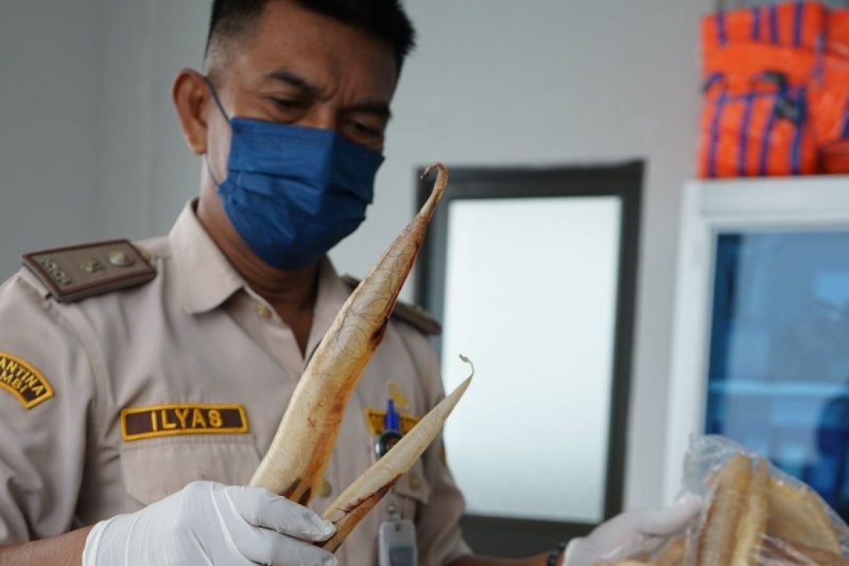 Karantina Jambi temukan gelembung ikan tanpa dokumen senilai Rp15 juta di kargo bandara
