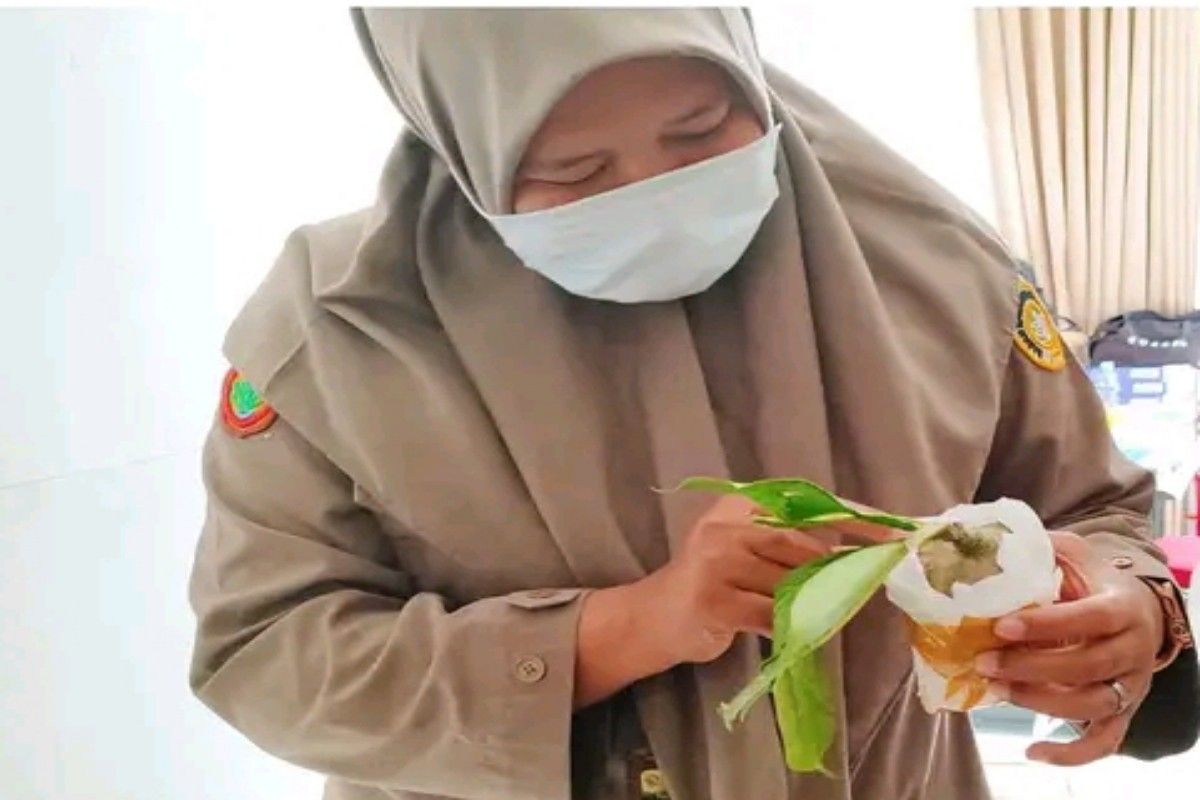 Karantina Papua Tengah periksa tanaman sarang semut tujuan ke Bandung