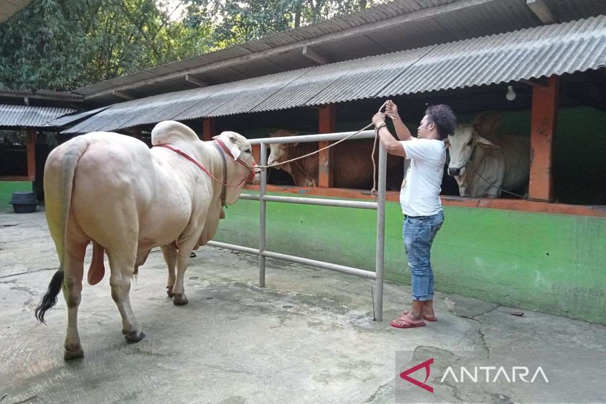 Presiden Jokowi beli sapi kurban dari peternak di Pleret Bantul DIY