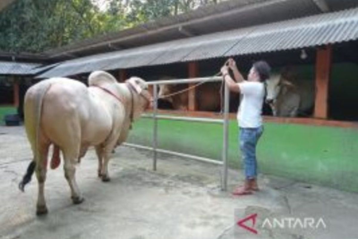 Presiden Jokowi beli sapi kurban milik peternak di Pleret Bantul