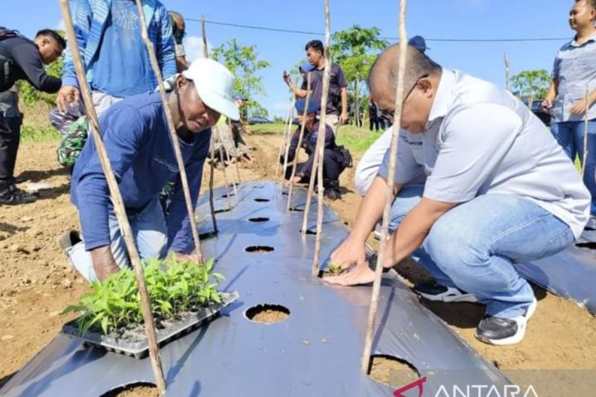 Kapuspotdirga TNI AU salurkan bibit cabai ke petani Belitung
