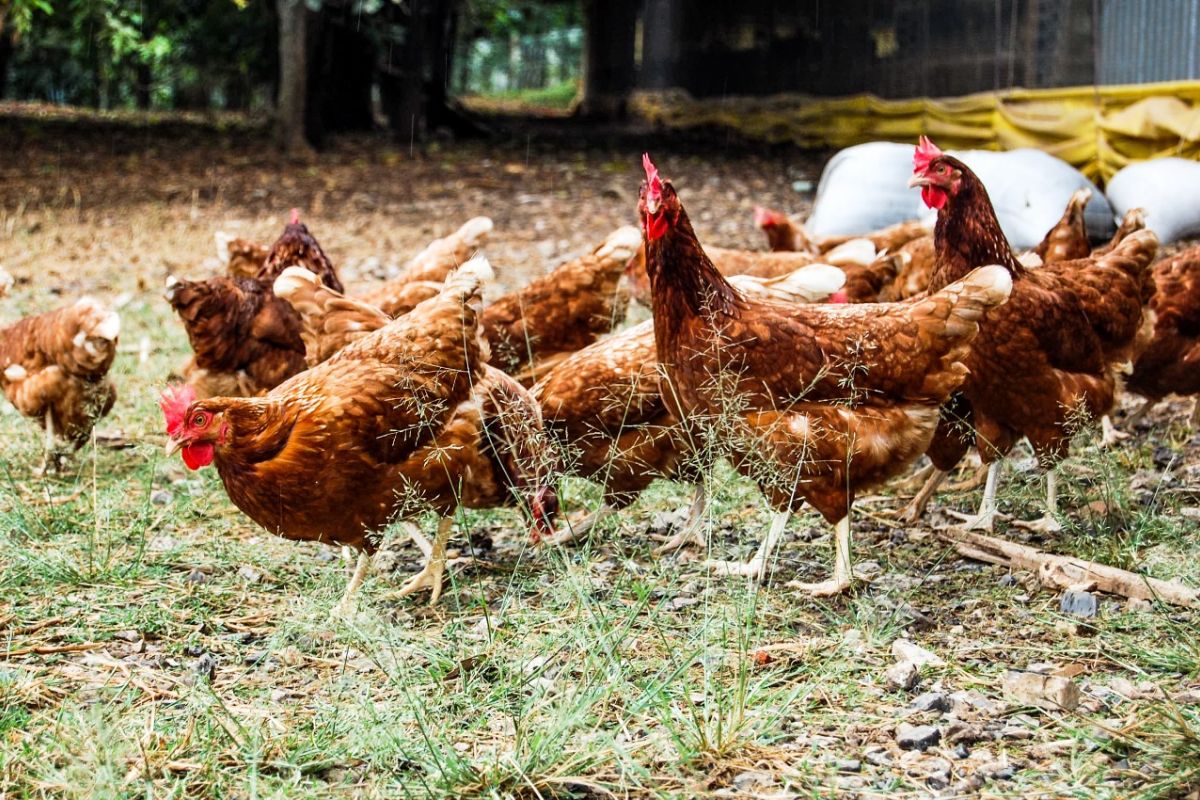 Archipelago dan Dough Lab terapkan kebijakan telur bebas sangkar dalan rantai pasok di Indonesia
