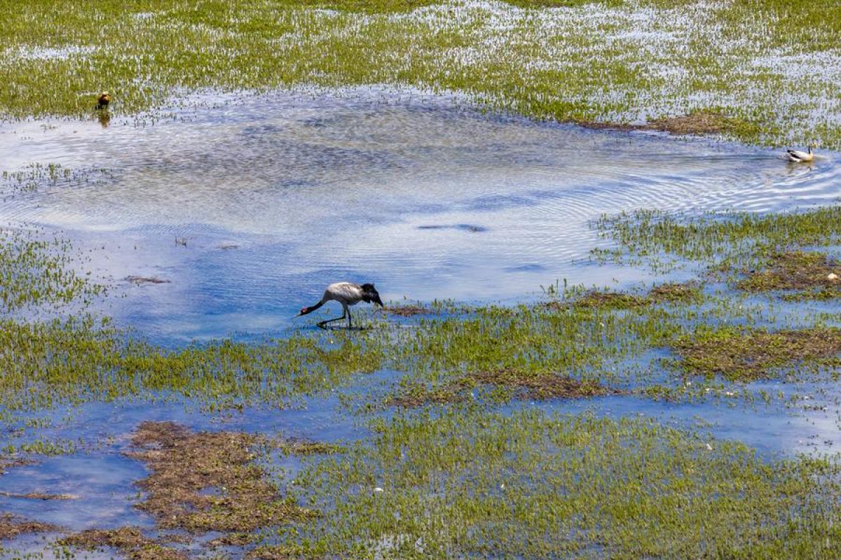 Mengintip musim kawin burung jenjang leher hitam di Xizang, China