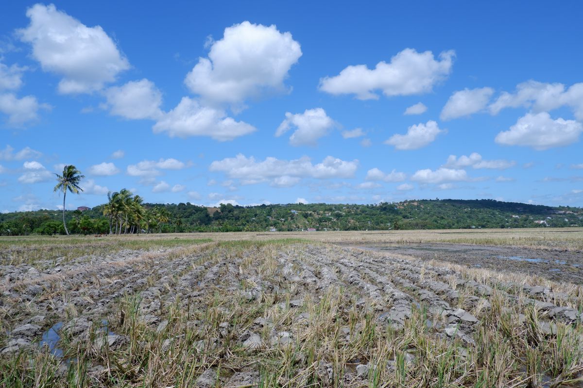 Artikel - Dukungan irigasi bagi keberlanjutan pertanian di Kabupaten Kupang