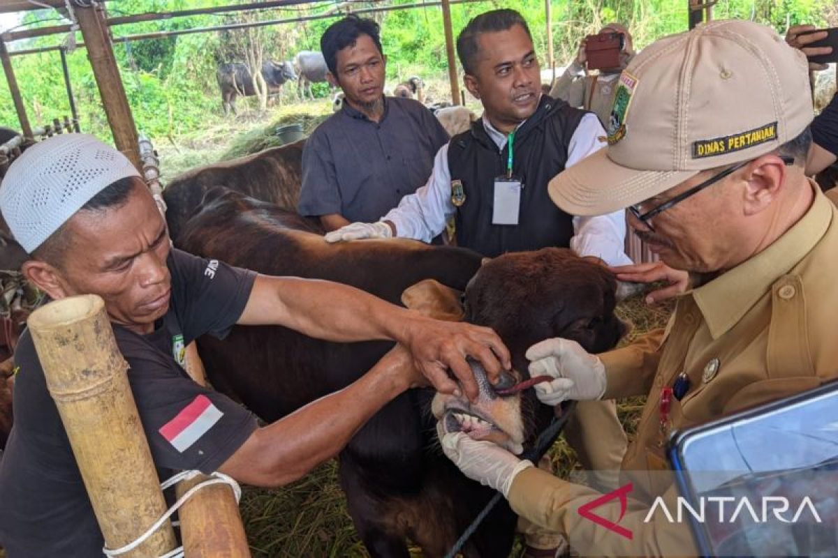 Distan sebut kebutuhan hewan kurban di Banten tembus 86 ribu ekor