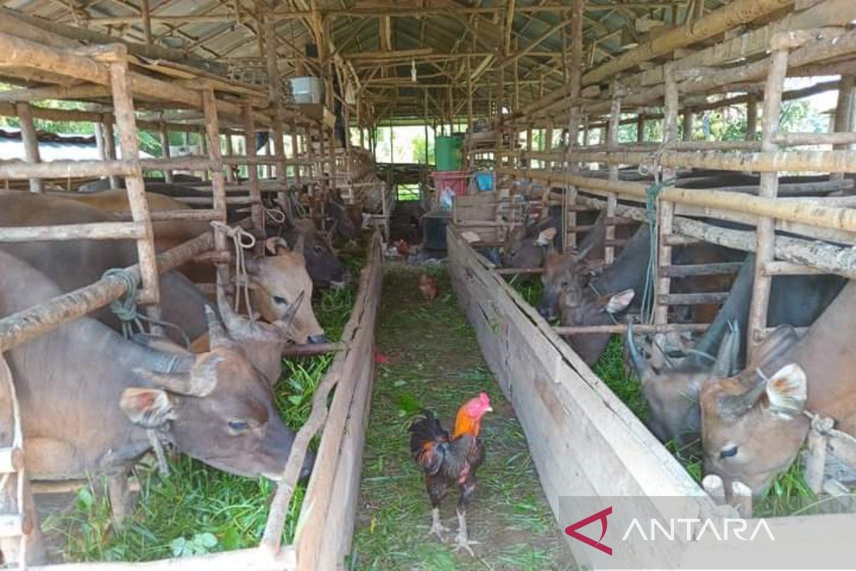 Dinas Peternakan Bengkulu vaksinasi 15 ribu ekor hewan kurban
