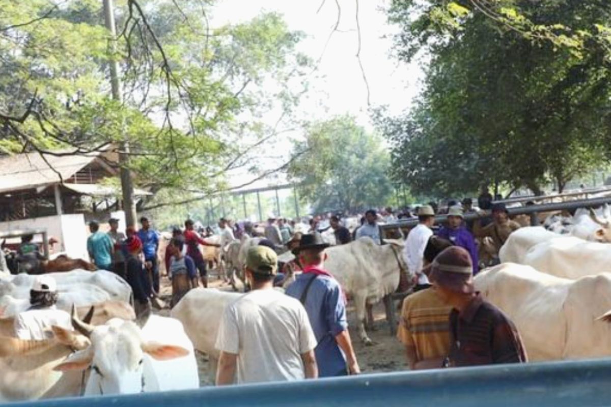 Pemkab Purwakarta sebar 83 petugas pemeriksa hewan kurban jelang Hari Raya Idul Adha