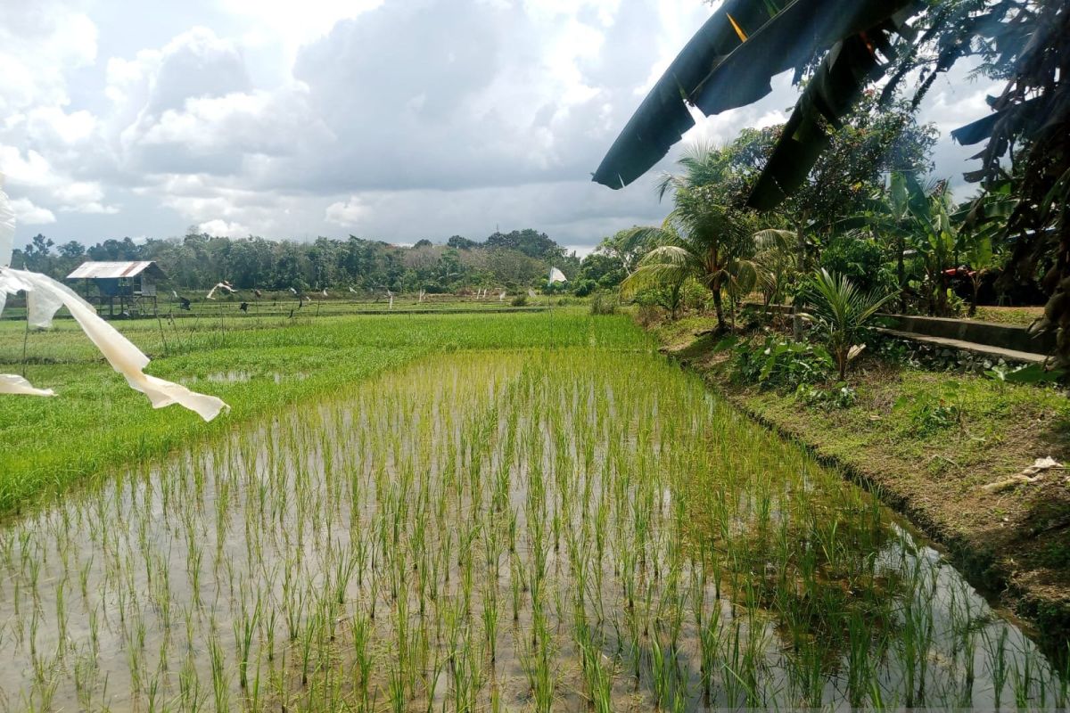 Belitung mulai tanam padi genjah produksi tinggi