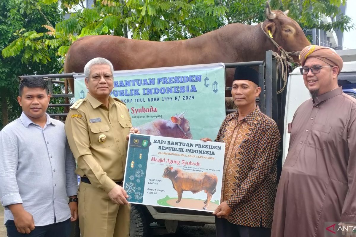 Presiden Jokowi berkurban sapi seberat 1 ton di Kalimantan Barat